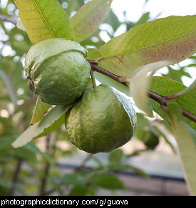 Photo of guava fruit