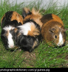 Photo of guinea pigs
