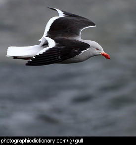 Photo of a flying gull
