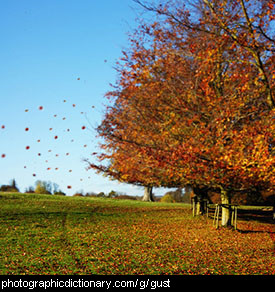 Photo of leaves blown off some trees