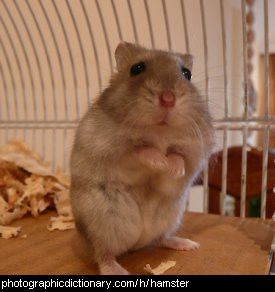 Photo of a hamster