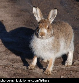 Photo of a hare