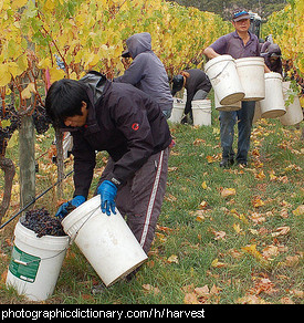 Photo of men harvesting grapes