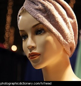 Photo of a mannequin's head