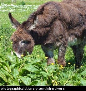 Photo of a donkey grazing