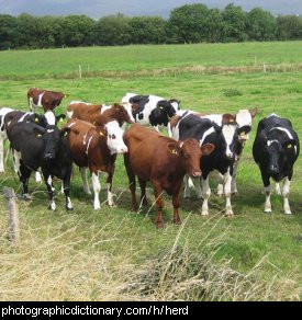Photo of a herd of cows