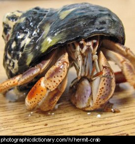 Photo of a hermit crab