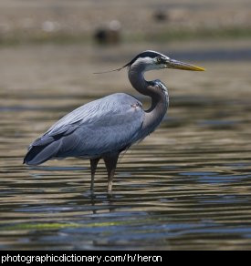 Photo of a heron