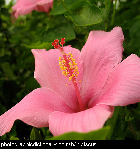 Photo of a pink hibiscus flower