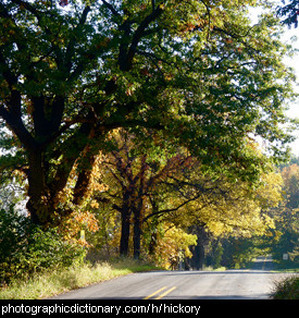 Photo of hickory trees