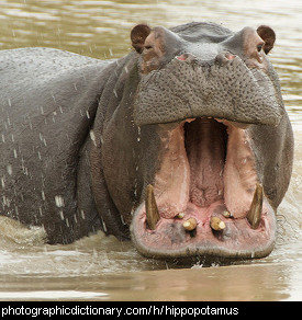 Photo of a hippopotamus