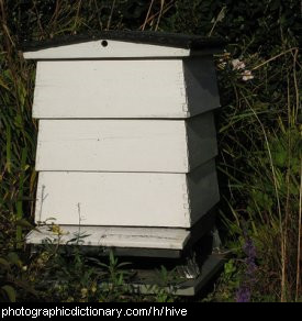 Photo of a bee hive