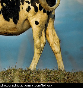 Photo of cow hocks