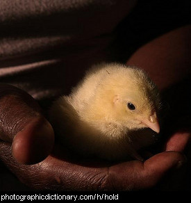 Photo of hands holding a chick