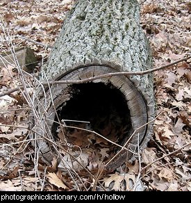 Photo of a hollow log
