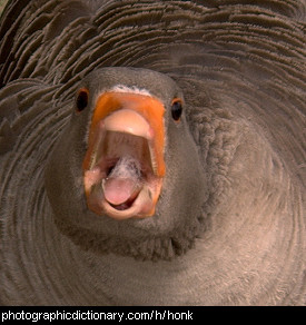 Photo of a goose honking