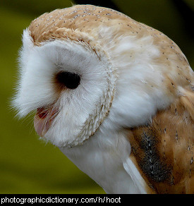 Photo of an owl hooting