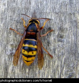 Photo of a hornet