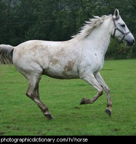 Photo of a white horse.
