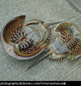 Photo of two upside-down horseshoe crabs.