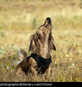 Photo of a dog howling.