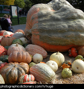 Photo of a huge pumpkin