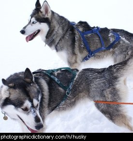 Photo of Siberian huskies