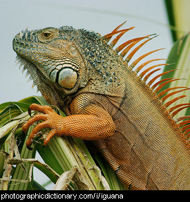 Photo of an iguana