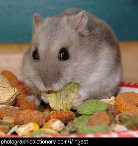 Photo of a hamster eating