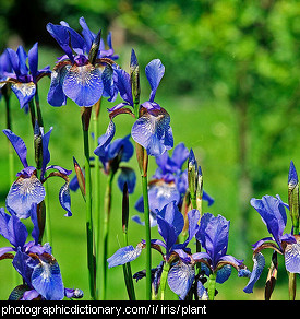 Photo of iris flowers