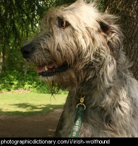 Photo of an Irish Wolfhound
