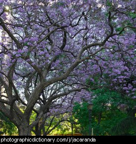 Photo of jacaranda trees