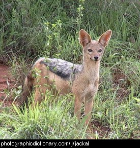 Photo of a jackal