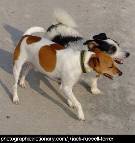 Photo of a jack russell terrier