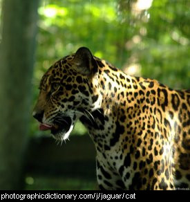 Photo of a jaguar