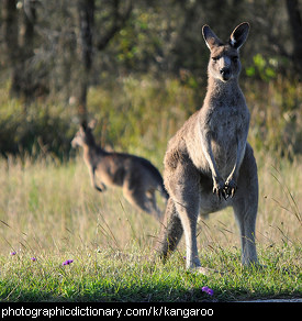 Photo of a kangaroo