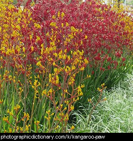 Photo of kangaroo paw plants