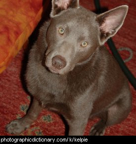 Grey kelpie sales