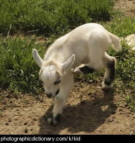 Photo of a baby goat