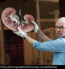 A man holding a model of a kidney.