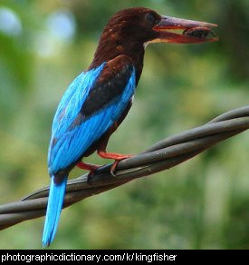 Photo of a kingfisher