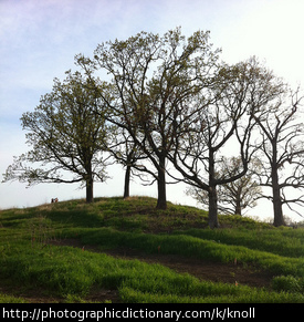 Trees atop a knoll.
