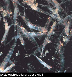 Photo of krill