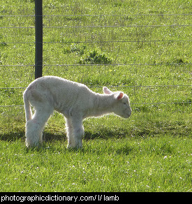 Photo of a lamb