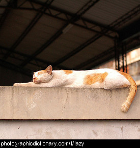 Photo of a lazy cat