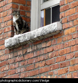 Photo of a cat on a ledge