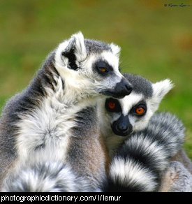 Photo of a lemur