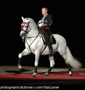 Photo of a lipizzaner horse