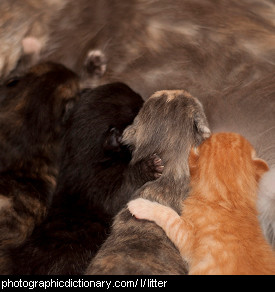Photo of a litter of kittens