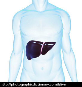 A diagram of the liver.